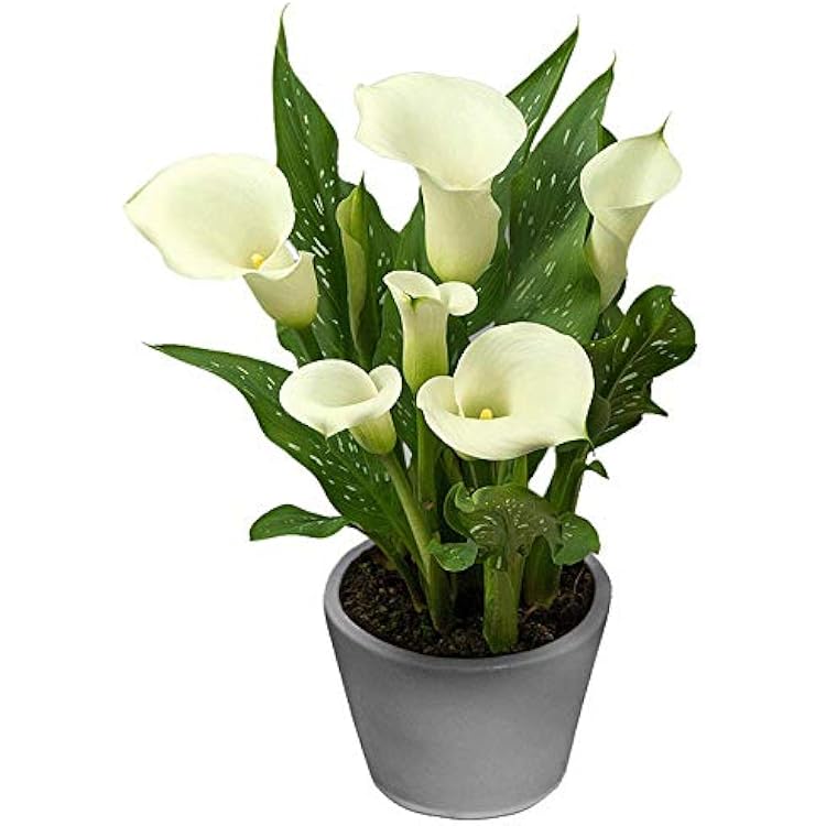 Albomaculata Calla Lilies Flower Bulbs - 3 Lily Bulbs per Pack - Attracts Butterflies and Hummingbirds - Deer Resistant - Good as Cut Flowers - Grows Well in Containers - Perennializing - Live Garden