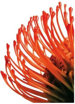 Orange Protea IV Art Print Art Poster Print by Jenny Kraft, 13x19