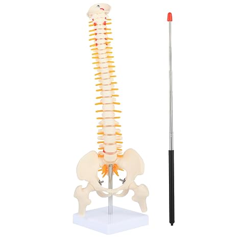 1/2 Life Size Spine Anatomy Model - 17.7 inch Human Spine Model with Spinal Nerves, Pelvis, and Femur, Includes Stand and Pointer for Teaching Use.