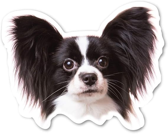 Magnet America (Black) Papillon Dog Magnet is 3.875" x 4.875" Made for Vehicles and Refrigerators
