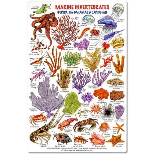 Marine Invertebrates - Florida, The Bahamas & Caribbean ID Card