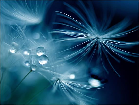 Trademark Fine Art 'Soft Touch' Canvas Art by Adriana K H