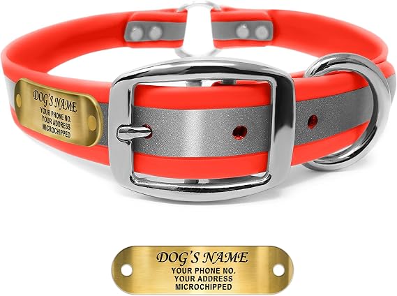 Regal Dog Products Reflective Dog Collar, Engraved Nameplate, Large Orange