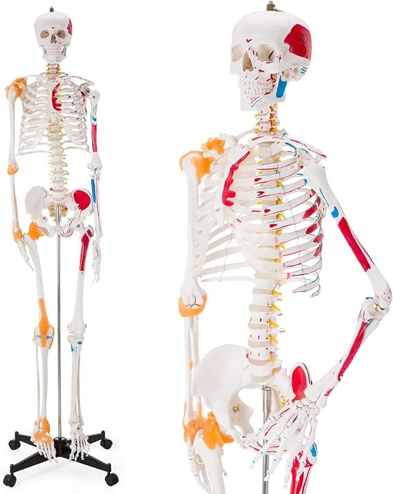 176cm Human Skeleton Model, 1:1 Life Size Anatomical Skeleton Replica with Spinal Nerves, Muscle Insertion and Origin Points, Joint Ligaments for Human Skeleton Anatomy Study, Includes Rolling Stand