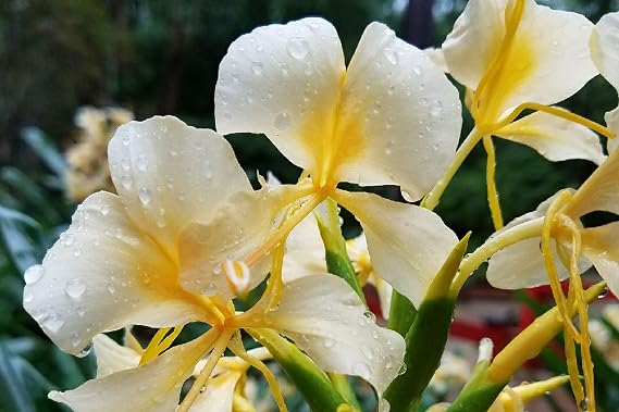 White Hawaiian Butterfly Ginger Rhizome Bare Root